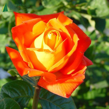 ROSA Louis de funes (meilland)