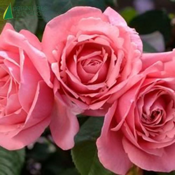 ROSA Line renaud