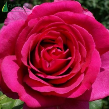 ROSA Le Roi de Coeur