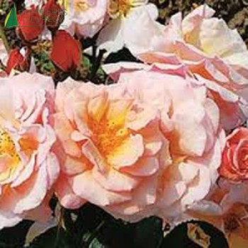 ROSA Martin des senteurs
