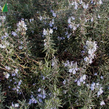 ROSMARINUS officinalis  Cont.5/7.5 L 