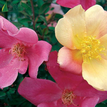 ROSA Mutabilis