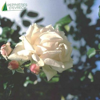 ROSA New dawn