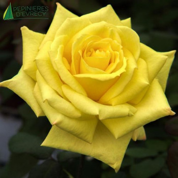 ROSA Nicolas hulot