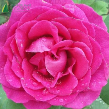 ROSA Nuit d'Orient®