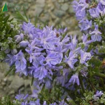 ROSMARINUS officinalis Pointe du raz 30/40 Cont.3/4 L 