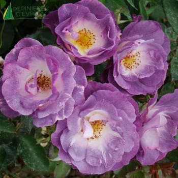 ROSA Pacific Dream
