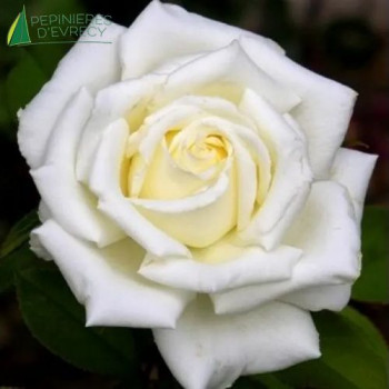 ROSA  Pape Jean-Paul II