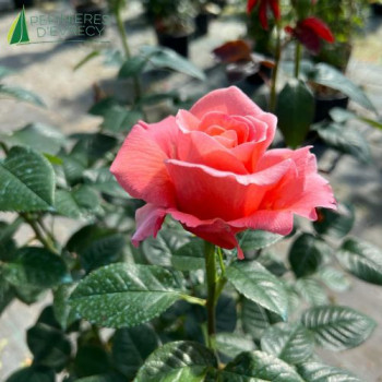 ROSA  Parfum de Loire