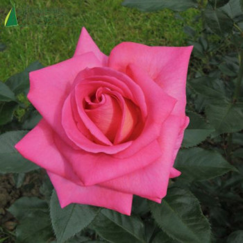 ROSA Parfum royal