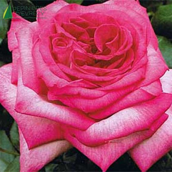 ROSA Pascal sevran