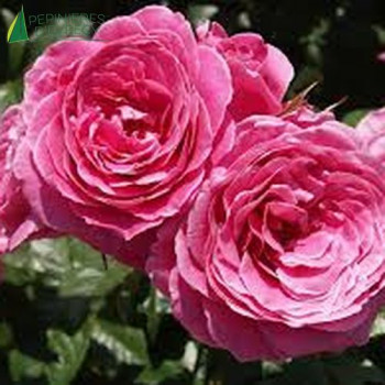 ROSA Parfum de honfleur (edirose)