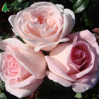 ROSA  Prince Jardinier