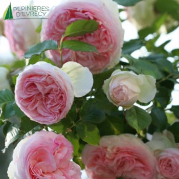 ROSA Pierre de ronsard (meilland)