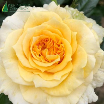 ROSA  Reine des Faluns
