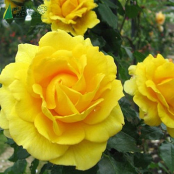 ROSA Rimosa