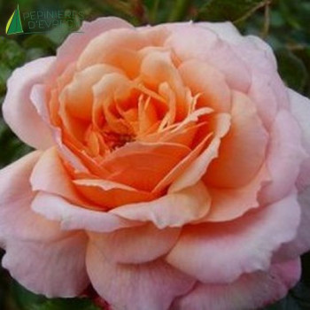 ROSA Rose de cornouaille