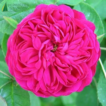 ROSA Rose de recht