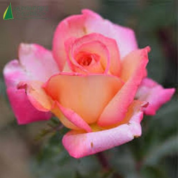 ROSA Roxane (edirose)