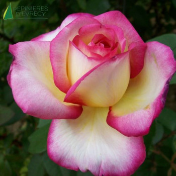ROSA Sophie Desmaret