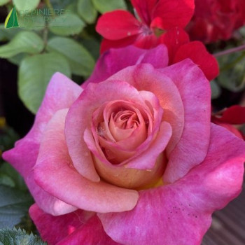 ROSA  Sourire de Deauville® Panlavrug
