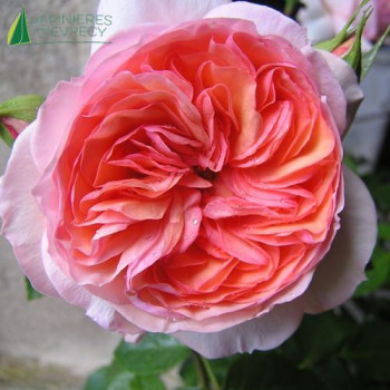 ROSA Sourire du Havre