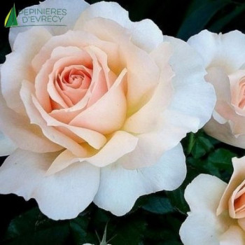 ROSA Sweet love