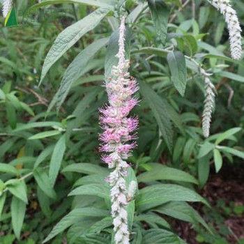 ROSTRINUCULA dependens