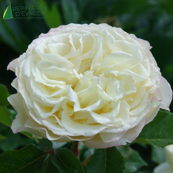 ROSA Tobago Odore