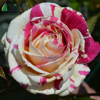 ROSA Vanille fraise