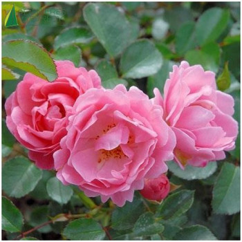 ROSA Vent d'été