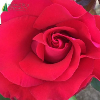 ROSA Ville de Saint-Benoît®