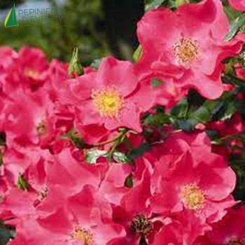 ROSA XYLON