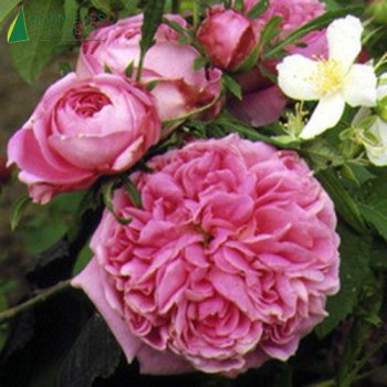 ROSA Yolande d'aragon