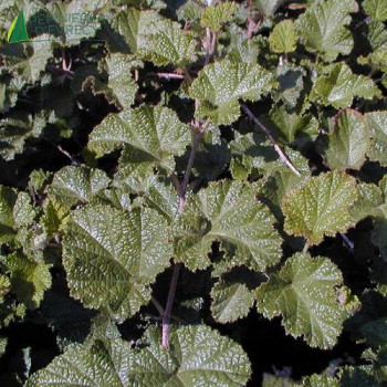 RUBUS  Green wave 40/60 Cont.3/4 L 