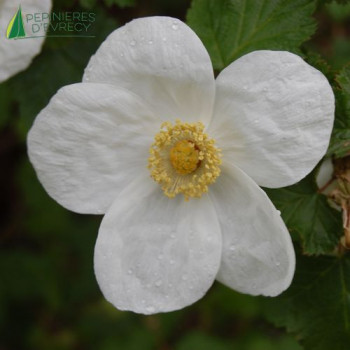RUBUS tridel Benenden