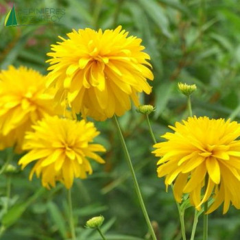 RUDBECKIA lacinia Goldquelle  Godet 8/9 