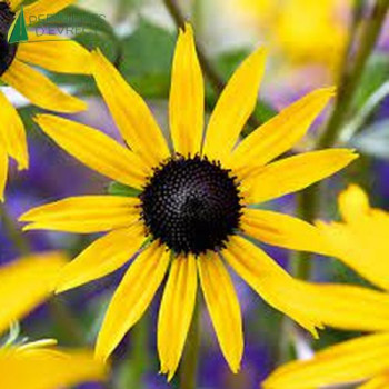 RUDBECKIA sul.goldsturm  Godet 8/9 