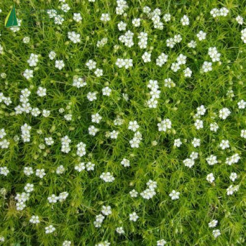 SAGINA subulata