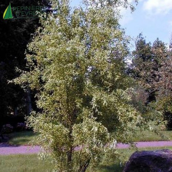 SALIX babylonica Tortuosa  Cont.3/4 L 