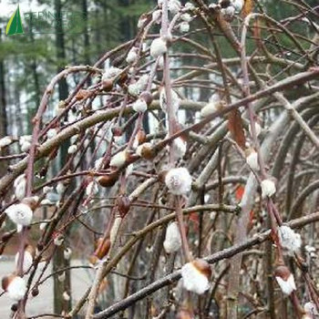 SALIX caprea Pendula