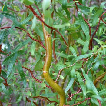 SALIX erythroflexuosa