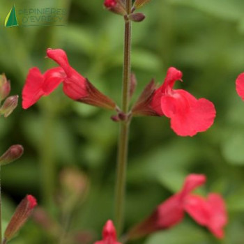 SALVIA fire dancer  Cont.3/4 L 
