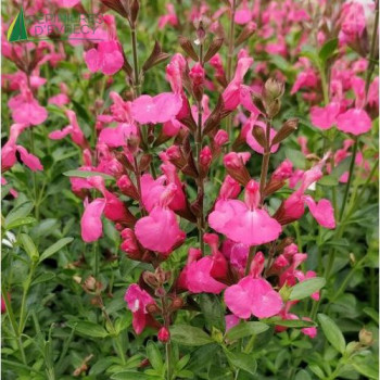 SALVIA flamenco rose  Cont.3/4 L 
