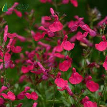 SALVIA greggii Burgundy  Cont.3/4 L 