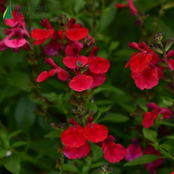 SALVIA greggii Cherry red 40/60 Cont.3/4 L 