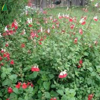 SALVIA greggii Hot lips  Cont.3/4 L 