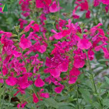 SALVIA greggii Hot pink 40/60 Cont.3/4 L 