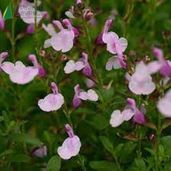 SALVIA greggii Soft pink