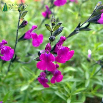 SALVIA greggii Violette de loire